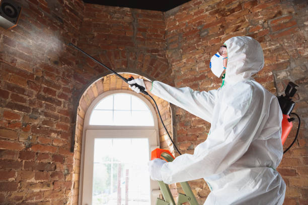 Reliable Mendon, IL Mold Removal Solutions